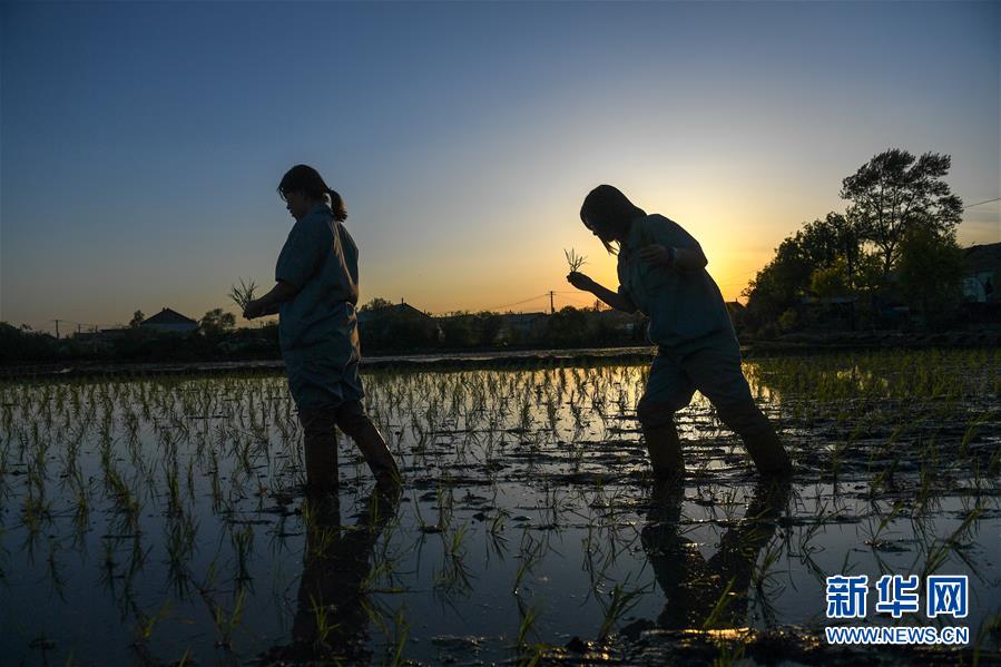 （在習近平新時代中國特色社會主義思想指引下&mdash;&mdash;新時代新作為新篇章&middot;圖文互動）（2）大學生種田讓農民&ldquo;老把式&rdquo;開了眼&mdash;&mdash;吉林長白山下的稻田新事