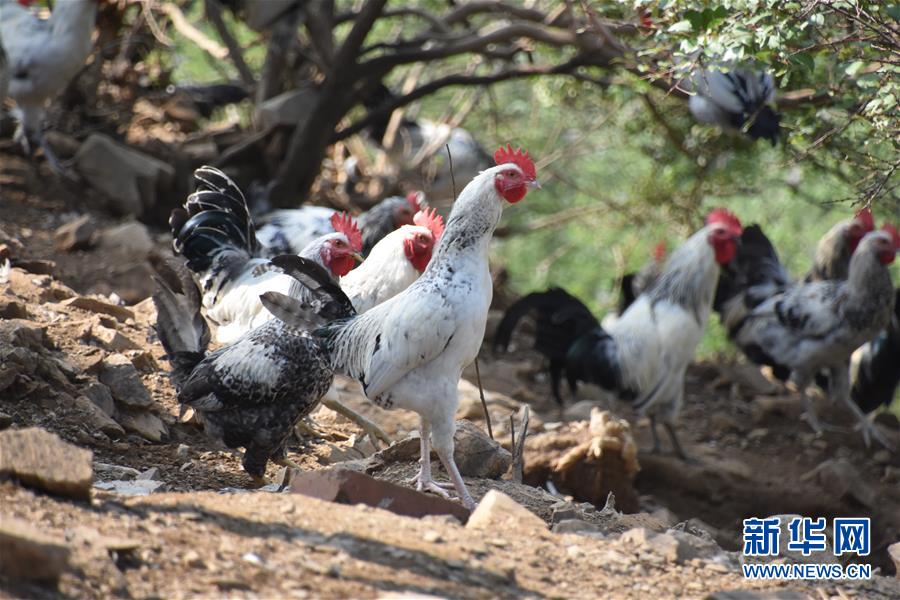 （圖文互動）（1）&ldquo;退休創客&rdquo;的山鄉致富&ldquo;合作社&rdquo;