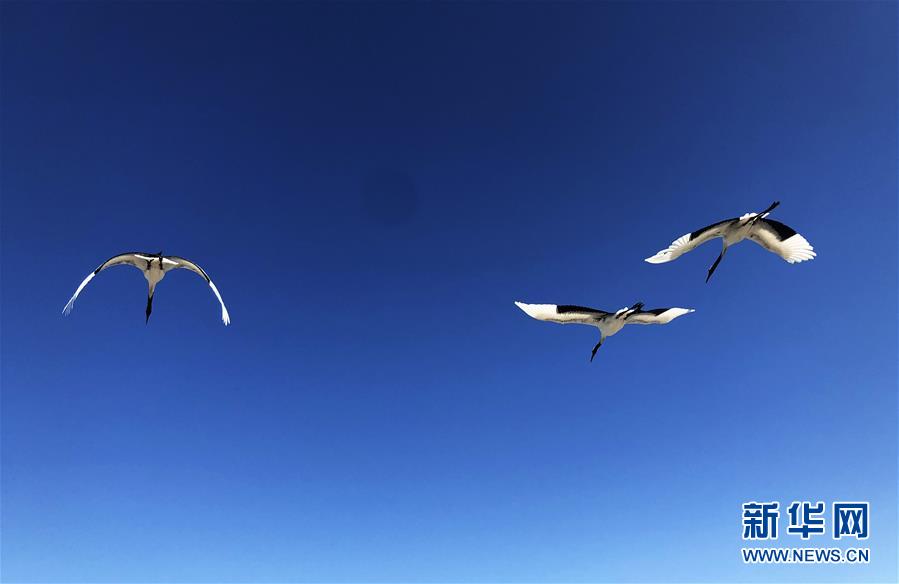 （在習近平新時代中國特色社會主義思想指引下&mdash;&mdash;新時代新作為新篇章&middot;圖文互動）（3）從&ldquo;人鳥爭食&rdquo; 到&ldquo;人鶴和諧&rdquo;&mdash;&mdash;濕地生態保護的&ldquo;扎龍探索&rdquo;