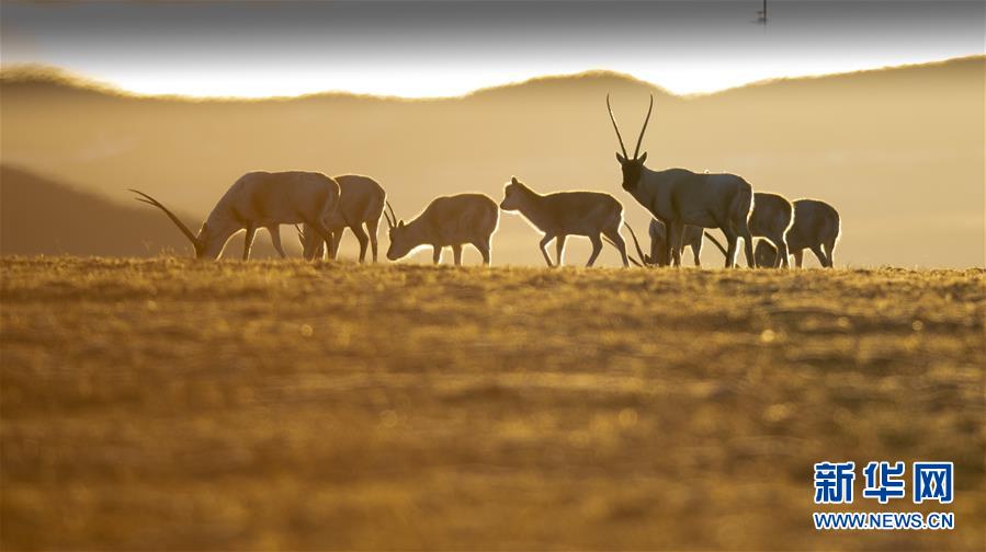 （壯麗70年&middot;奮斗新時代&mdash;&mdash;共和國發展成就巡禮&middot;圖文互動）（7）人間奇跡在高原&mdash;&mdash;新中國成立70年西藏發展成就紀實