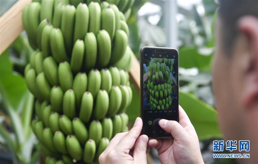 （在習近平新時代中國特色社會主義思想指引下&mdash;&mdash;新時代新作為新篇章&middot;圖文互動）（1）吉林萬昌現代農業發展先導區&ldquo;三變&rdquo; 