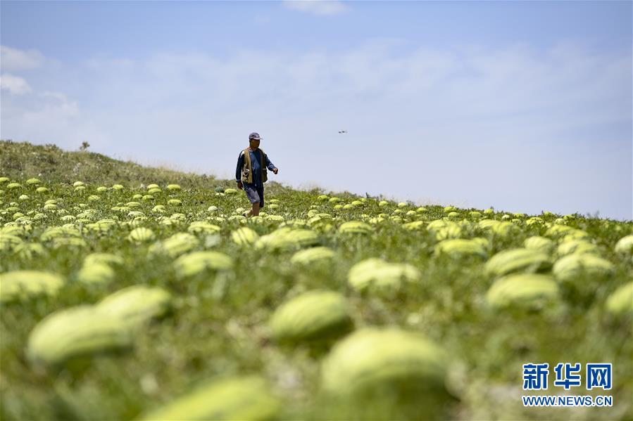 (壯麗70年·奮斗新時代——共和國發展成就巡禮·圖文互動)(4)生態美、百姓富——品讀嶄新“寧夏畫卷”