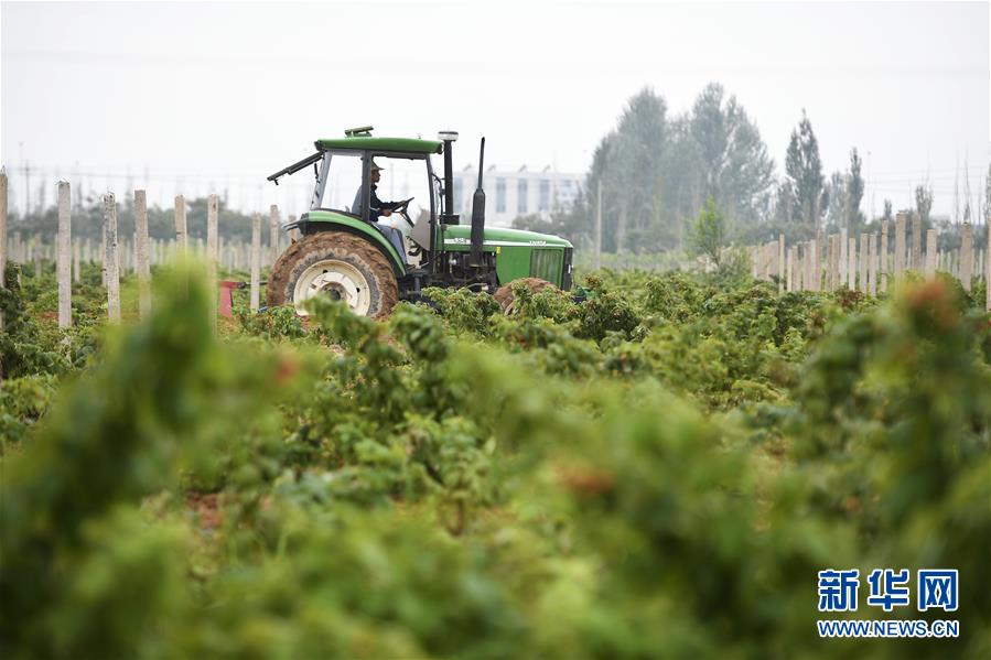 (壯麗70年·奮斗新時代——共和國發展成就巡禮·圖文互動)(10)生態美、百姓富——品讀嶄新“寧夏畫卷”