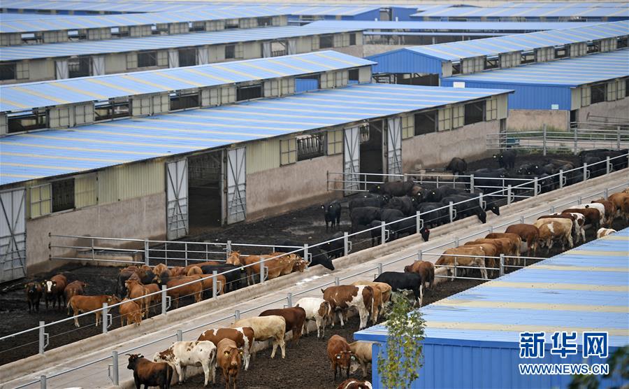 (壯麗70年·奮斗新時代——共和國發展成就巡禮·圖文互動)(11)生態美、百姓富——品讀嶄新“寧夏畫卷”