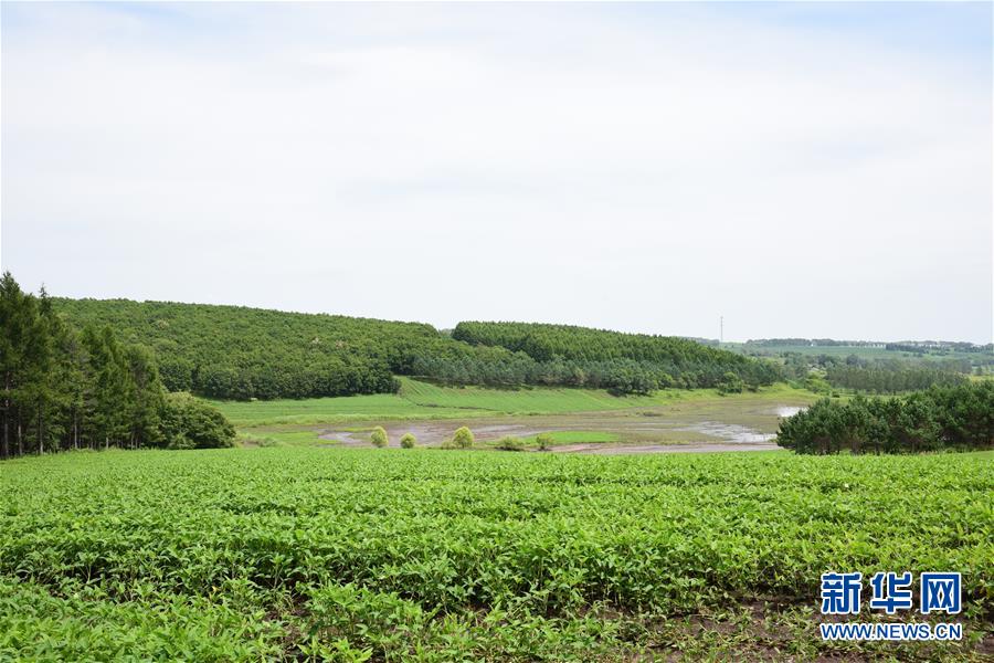 （在習(xí)近平新時(shí)代中國特色社會(huì)主義思想指引下&mdash;&mdash;新時(shí)代新作為新篇章&middot;圖文互動(dòng)）（2）向林木要錢，讓綠樹生金&mdash;&mdash;黑龍江省拜泉縣發(fā)展綠色經(jīng)濟(jì)助脫貧