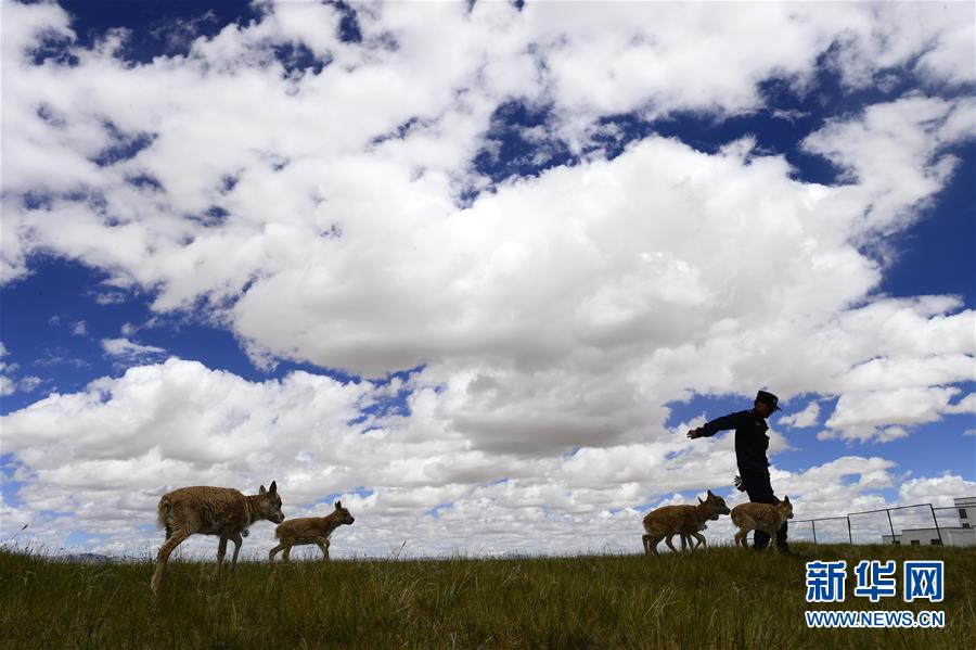 (今日關注·第一屆國家公園論壇·圖文互動)(5)首個國家公園什么樣?專家帶你先“睹”為快