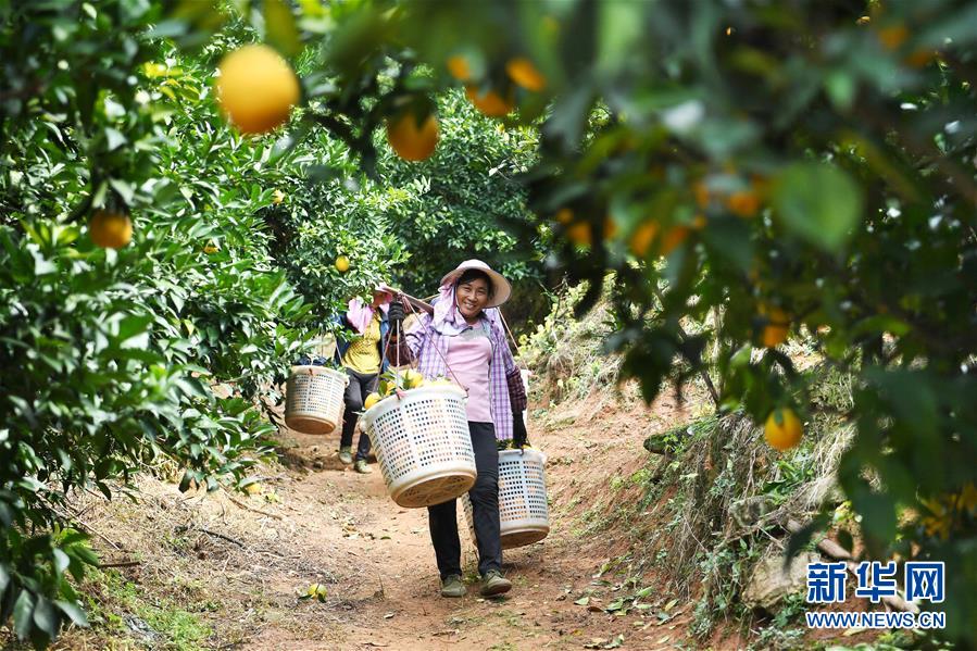 （紅土地&ldquo;往事新說&rdquo;&middot;圖文互動）（5）昔日房前&ldquo;一棵苗&rdquo; 今朝引來橙滿枝