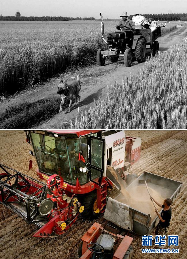 （新華全媒頭條&middot;圖文互動）（8）大國糧倉的新時代交響&mdash;&mdash;河南農(nóng)業(yè)70年觀察