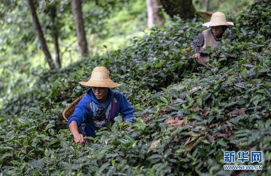 (決戰決勝脫貧攻堅·圖文互動)(5)怒江大峽谷興起“生態行當”