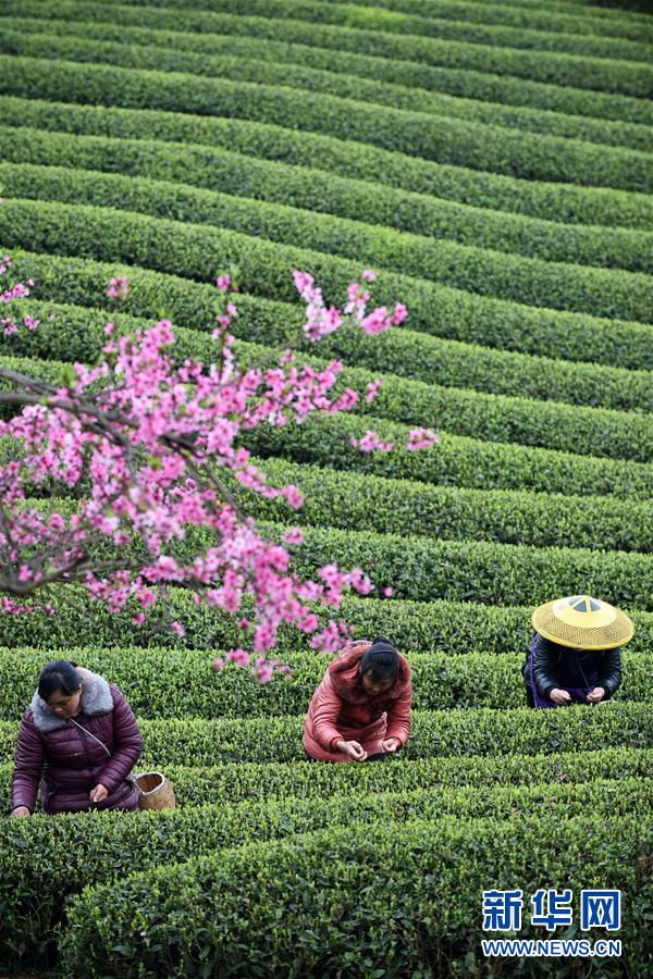 （全面深化改革&middot;圖文互動）（7）&ldquo;減&rdquo;出效益 &ldquo;融&rdquo;出特色 &ldquo;服&rdquo;出動力&mdash;&mdash;貴州推進農村產業結構調整觀察