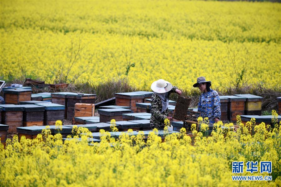 （全面深化改革&middot;圖文互動）（8）&ldquo;減&rdquo;出效益 &ldquo;融&rdquo;出特色 &ldquo;服&rdquo;出動力&mdash;&mdash;貴州推進農村產業結構調整觀察