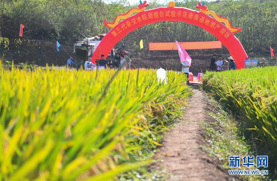 （圖文互動(dòng)）（1）1046.3公斤！袁隆平第三代雜交水稻首次公開測(cè)產(chǎn)