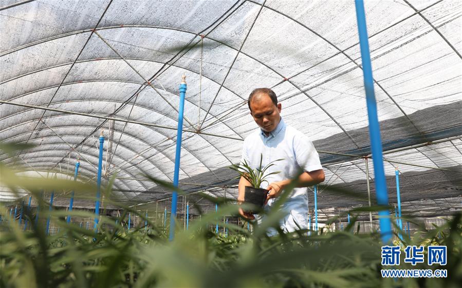 （在習近平新時代中國特色社會主義思想指引下&mdash;&mdash;新時代新作為新篇章&middot;總書記關心的百姓身邊事&middot;圖文互動）（4）&ldquo;科技秀才&rdquo;給田野帶來新希望