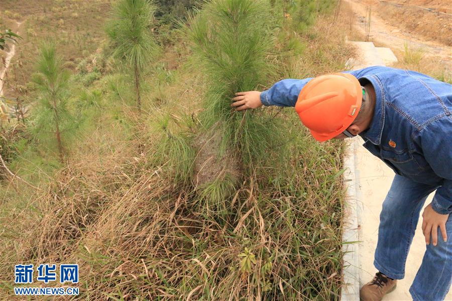 （生態文明建設&middot;圖文互動）（3）粵北生態發展區筑牢粵港澳大灣區綠色屏障