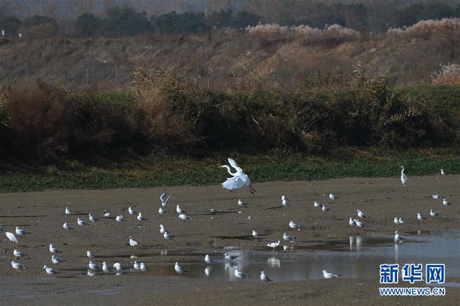 （新華全媒頭條&middot;圖文互動）（3）大湖見證&mdash;&mdash;長三角三大淡水湖綠色發(fā)展之路