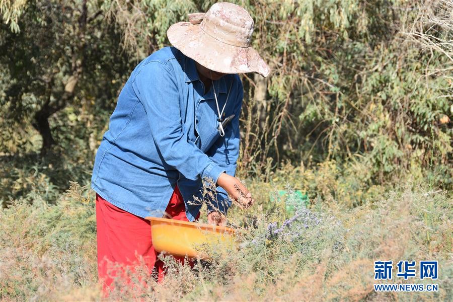 （新華全媒頭條&middot;圖文互動）（7）塔克拉瑪干的&ldquo;播綠使者&rdquo;&mdash;&mdash;中科院新疆生態(tài)與地理研究所高級工程師常青的故事