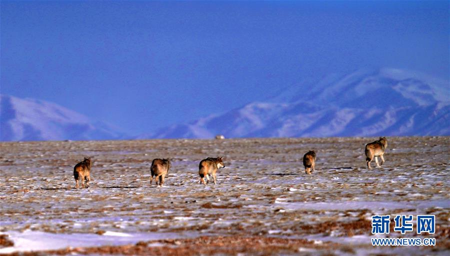 (圖文互動)(1)第二次青藏高原科考成果表明三江源生態持續向好