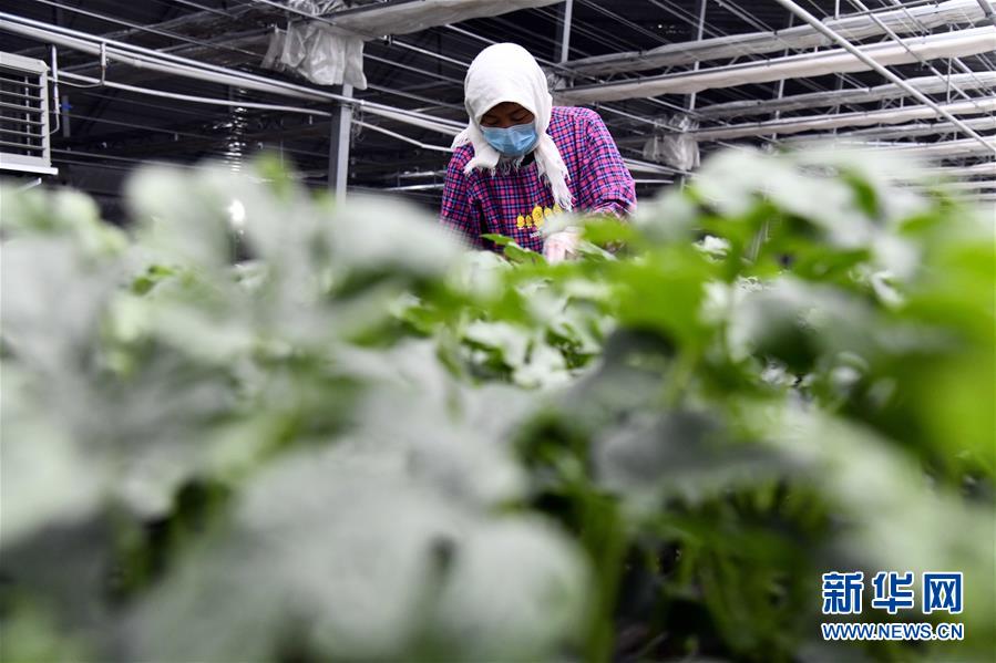 （圖文互動）（3）別樣的春耕&mdash;&mdash;來自農業大省山東的春耕備耕見聞