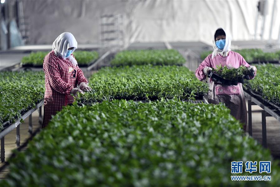 （圖文互動）（4）別樣的春耕&mdash;&mdash;來自農業大省山東的春耕備耕見聞