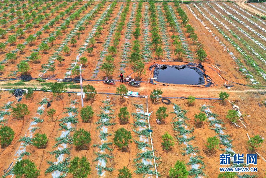 （抓好春耕備耕 穩住農業生產&middot;圖文互動）（2）農時不等人 扶貧不能拖&mdash;&mdash;種瓜大村春耕生產見聞 