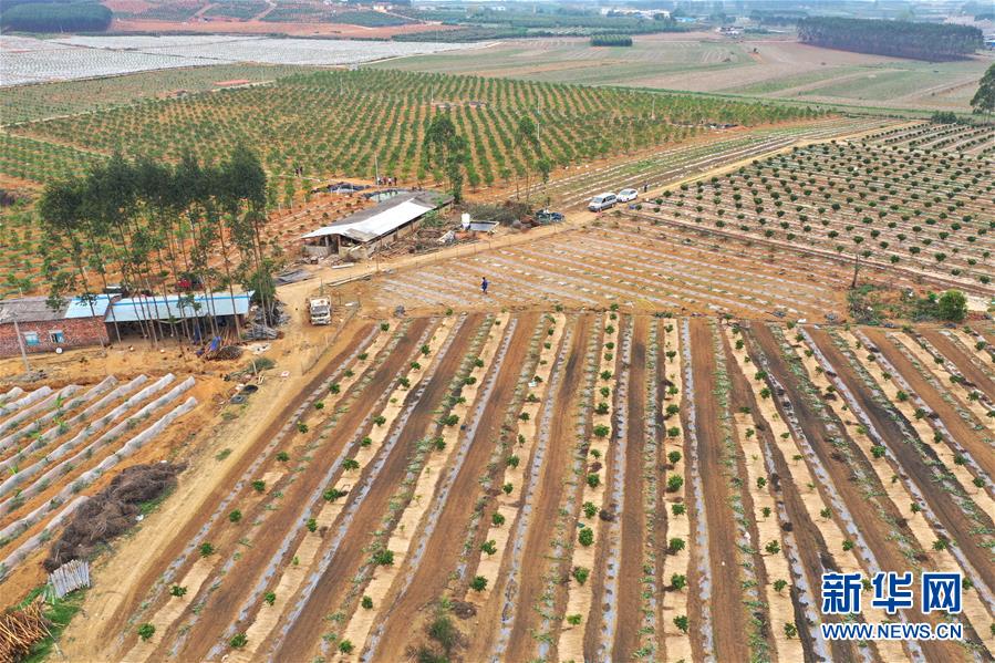 （抓好春耕備耕 穩住農業生產&middot;圖文互動）（3）農時不等人 扶貧不能拖&mdash;&mdash;種瓜大村春耕生產見聞 