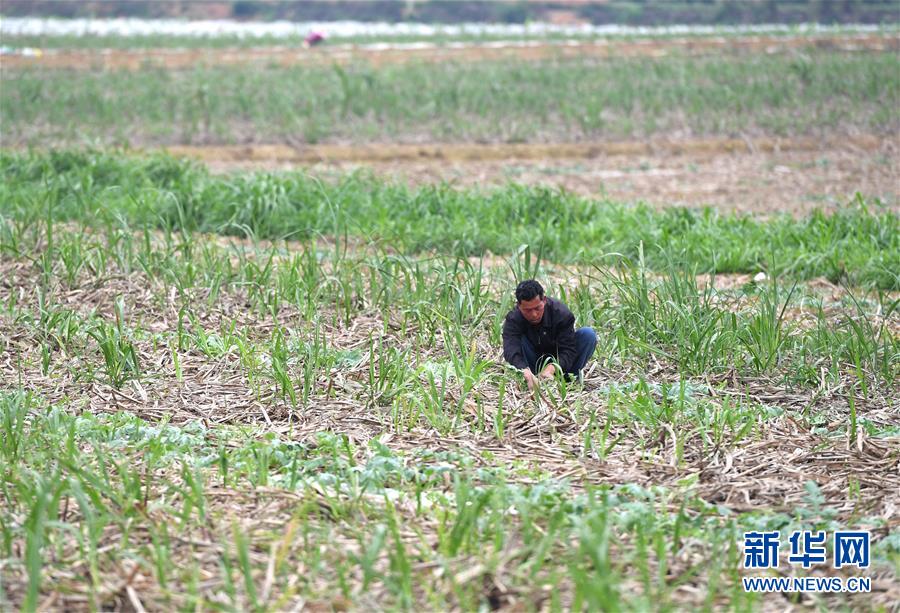 （抓好春耕備耕 穩住農業生產&middot;圖文互動）（4）農時不等人 扶貧不能拖&mdash;&mdash;種瓜大村春耕生產見聞 