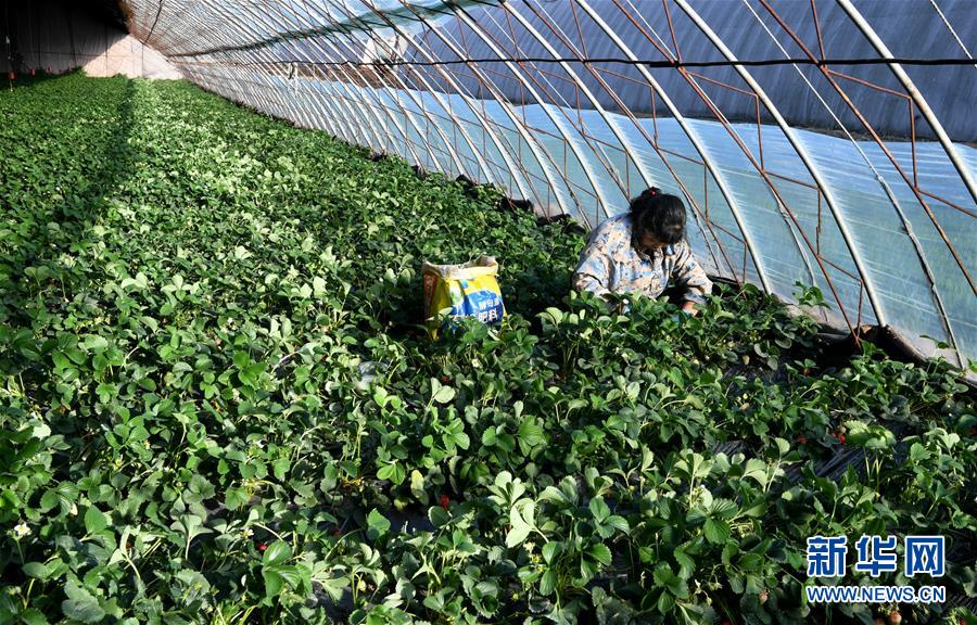 （在習近平新時代中國特色社會主義思想指引下&mdash;&mdash;新時代新作為新篇章&middot;習近平總書記關切事&middot;圖文互動）（3）戰(zhàn)&ldquo;疫&rdquo;要勁時，戰(zhàn)&ldquo;貧&rdquo;再加把勁！&mdash;&mdash;中央各部門助力脫貧攻堅很給力