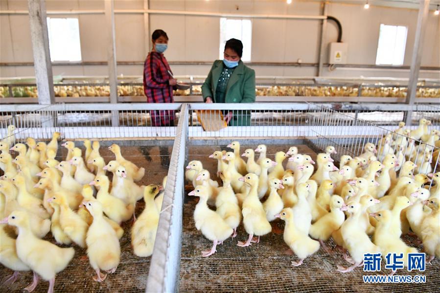 （決戰決勝脫貧攻堅&middot;圖文互動）（2）天然&ldquo;寶貝&rdquo;促增收&mdash;&mdash;貴州錦屏縣培育扶貧產業見聞