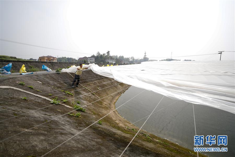 （圖文互動）（3）疏通產業鏈堵點 保障&ldquo;菜籃子&rdquo;供應&mdash;&mdash;重慶養殖大區力促養殖業補損復產