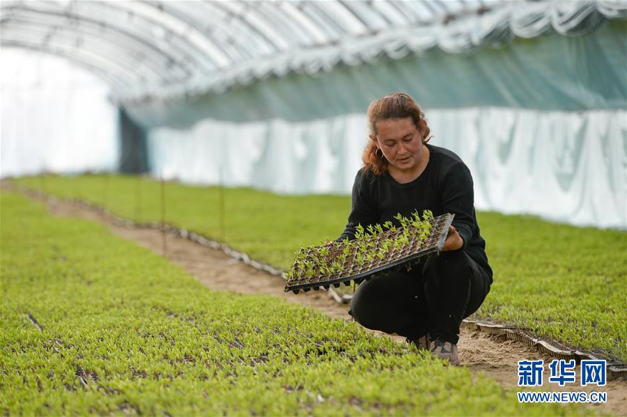 （決戰決勝脫貧攻堅&middot;圖文互動）（8）決戰昆侖&mdash;&mdash;新疆聚焦10個未摘帽縣展開深度貧困攻堅戰 