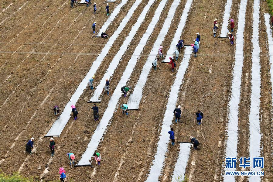 （決戰決勝脫貧攻堅&middot;圖文互動）（4）貴州黔東南：搶抓壩區春耕 決勝脫貧攻堅