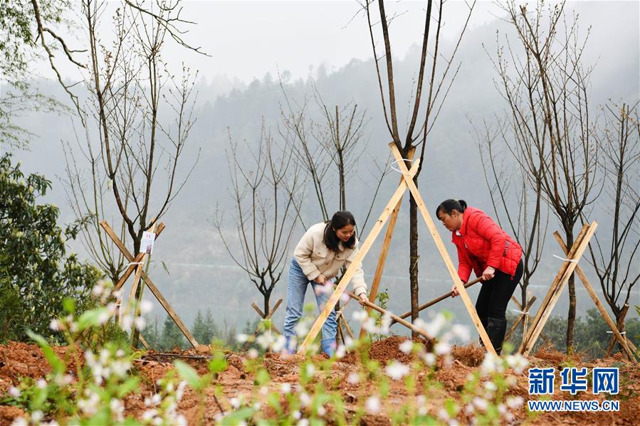 （決戰決勝脫貧攻堅&middot;圖文互動）政府種樹到農家 培花育果再出發