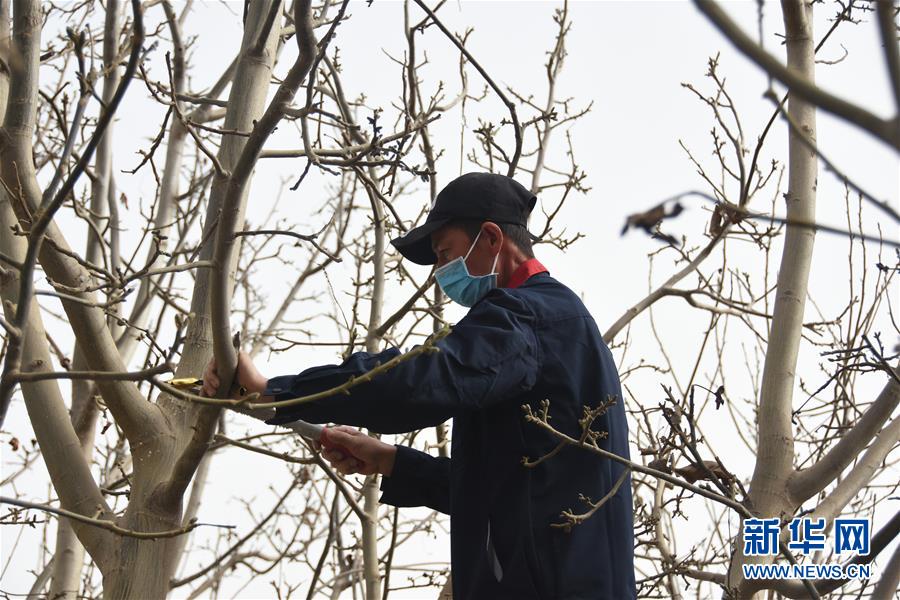 (決戰(zhàn)決勝脫貧攻堅·圖文互動)(2)南疆林果合作社百人技術(shù)隊的“核桃雄心”