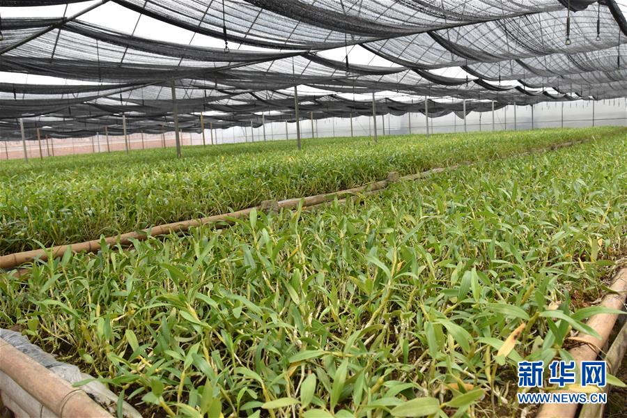 （決戰(zhàn)決勝脫貧攻堅(jiān)&middot;圖文互動(dòng)）（1）這個(gè)脫貧縣的石頭為何比土金貴？