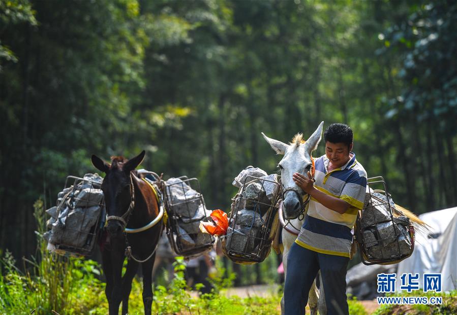 （決戰(zhàn)決勝脫貧攻堅(jiān)&middot;圖文互動(dòng)）（5）老余賣(mài)騾子