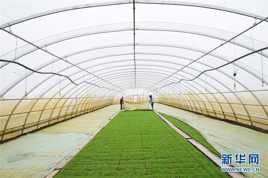 (新華全媒頭條·圖文互動(dòng))(3)讓中國飯碗端得更牢——“中華糧倉”春耕剪影