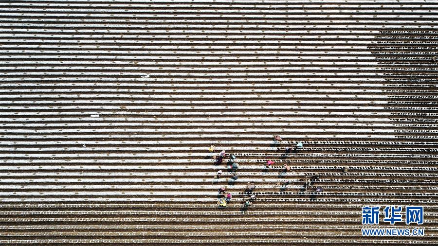 (新華全媒頭條·圖文互動(dòng))(4)讓中國飯碗端得更牢——“中華糧倉”春耕剪影
