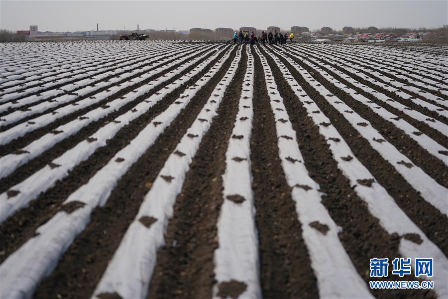 (新華全媒頭條·圖文互動(dòng))(8)讓中國飯碗端得更牢——“中華糧倉”春耕剪影