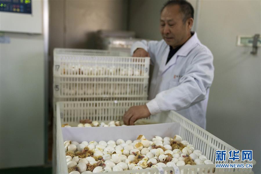 （決戰(zhàn)決勝脫貧攻堅(jiān)&middot;圖文互動）（1）小鴿子帶來大希望&mdash;&mdash;河北阜平硒鴿產(chǎn)業(yè)&ldquo;飛翔&rdquo;記