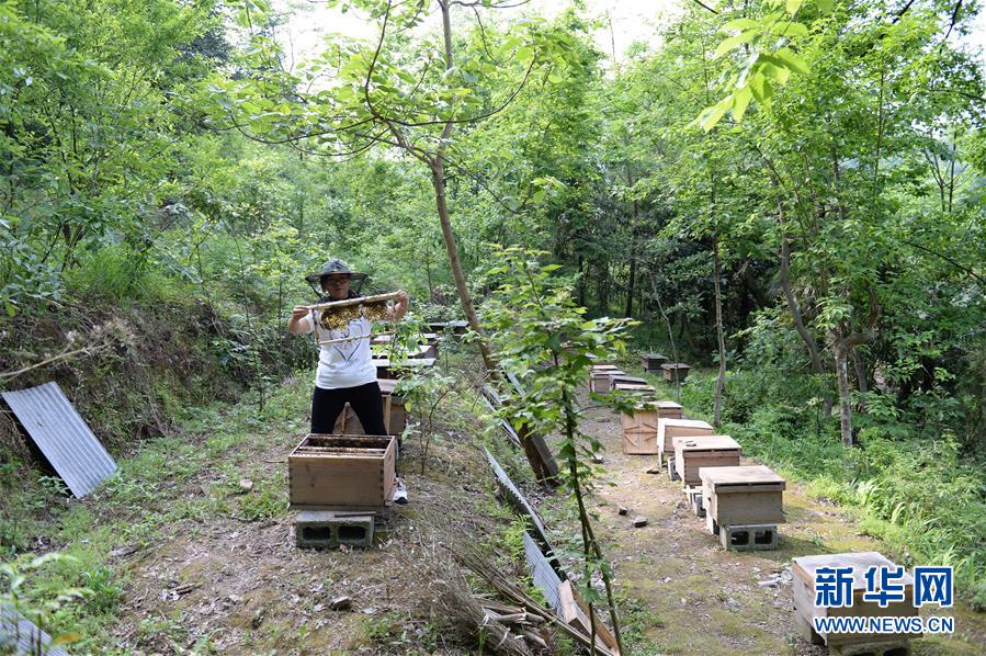 (決戰決勝脫貧攻堅·圖文互動)(2)“蜂妹子”楊春竹:鄉村發展需要年輕人”