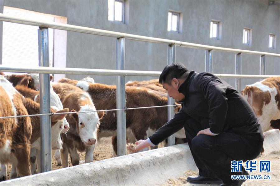 （脫貧攻堅&middot;扶貧印記）（4）&ldquo;牛書記&rdquo;帶領牧民發展&ldquo;牛產業&rdquo;助力脫貧