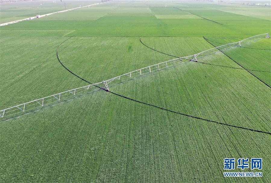 （在習近平新時代中國特色社會主義思想指引下&mdash;&mdash;新時代新作為新篇章&middot;習近平總書記關切事&middot;圖文互動）（4）新農事、新希望&mdash;&mdash;夏收前田間新動態掃描