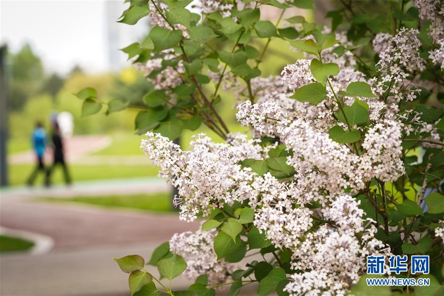 （聚焦疫情防控）（3）黑龍江：新冠肺炎本土確診病例和境外輸入確診病例&ldquo;清零&rdquo;