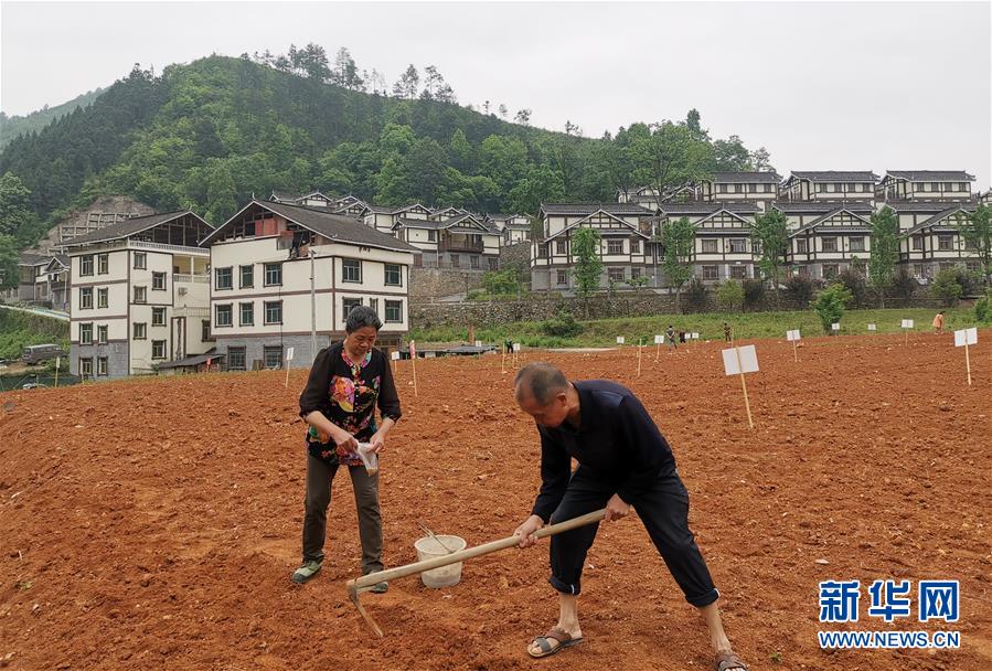 （決戰決勝脫貧攻堅&middot;圖文互動）（1）一分菜園穩&ldquo;心遷&rdquo;