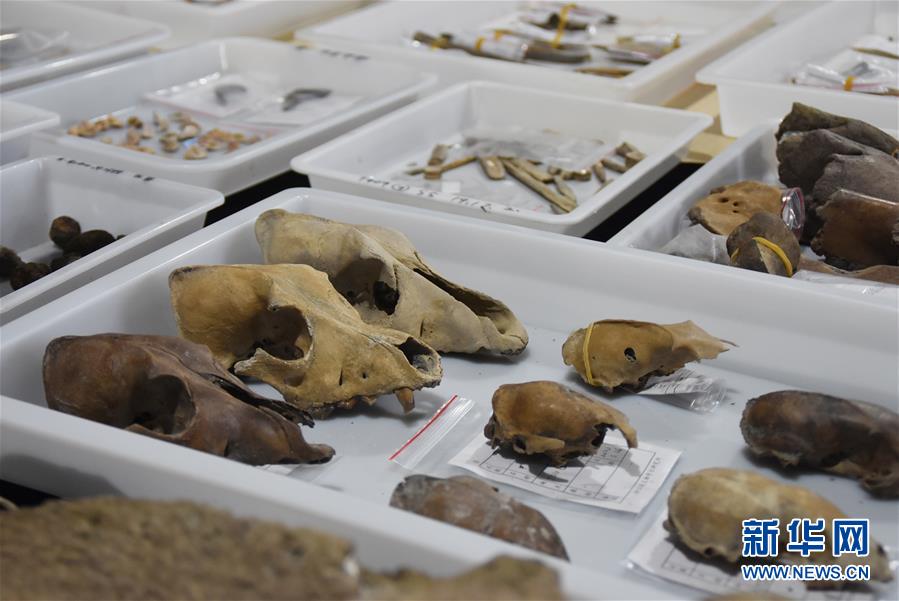 （圖文互動）（3）浙江余姚發現早于河姆渡文化1000年的史前遺址