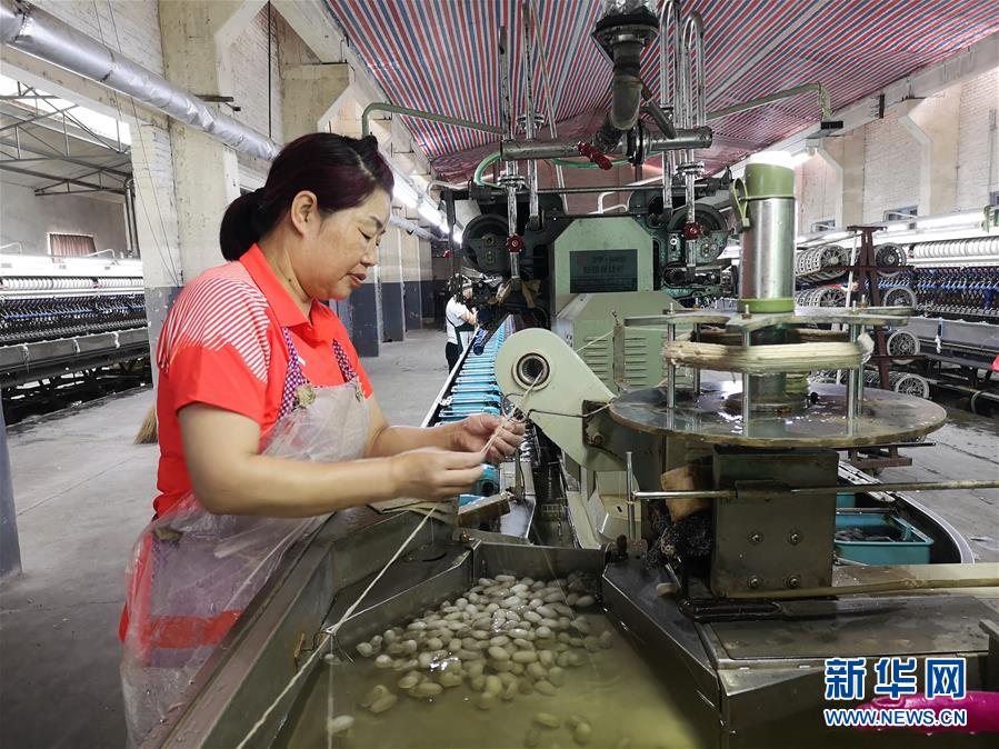 （決戰(zhàn)決勝脫貧攻堅(jiān)&middot;圖文互動(dòng)）（2）桑蠶養(yǎng)殖助力太行山區(qū)農(nóng)戶(hù)增收