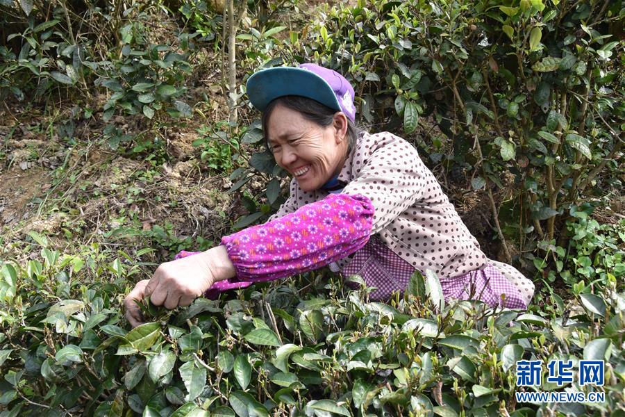 （決戰決勝脫貧攻堅&middot;圖文互動）（1）因地制宜的&ldquo;魅力&rdquo;&mdash;&mdash;貴州脫貧攻堅一線采訪隨筆