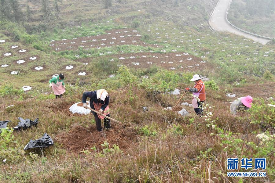 （決戰決勝脫貧攻堅&middot;圖文互動）（2）因地制宜的&ldquo;魅力&rdquo;&mdash;&mdash;貴州脫貧攻堅一線采訪隨筆