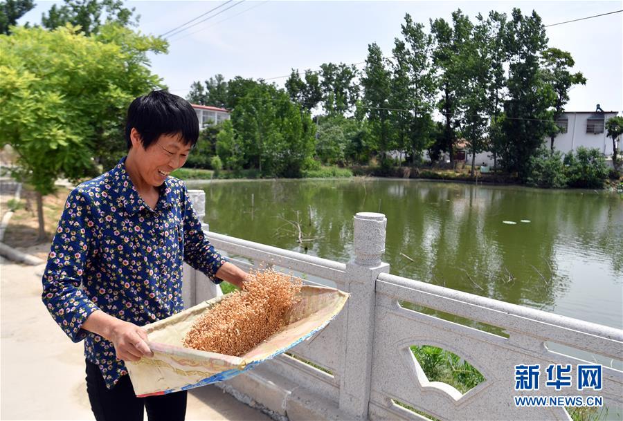 (關注三夏·圖文互動)(2)2020 豐收的心情