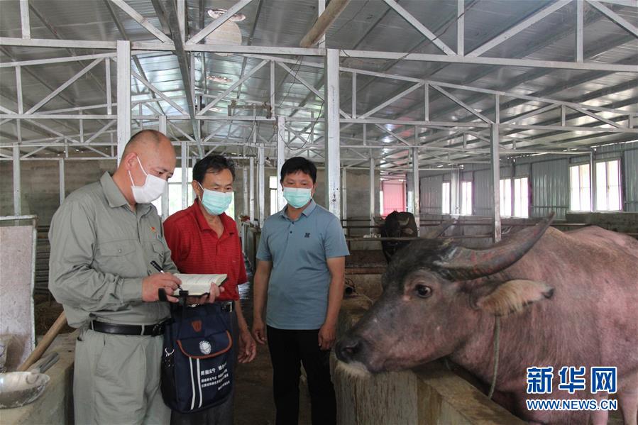 （決戰決勝脫貧攻堅&middot;圖文互動）（1）駐村第一書記當起&ldquo;蝦農&rdquo;&ldquo;牛倌&rdquo;